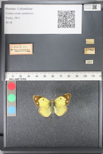 Media type: image;   Entomology 124738